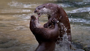 De Terugkeer van de Otter