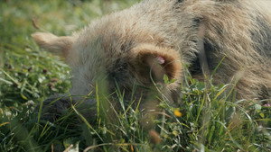 When Pigs Fly