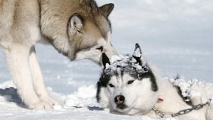 Eight Below