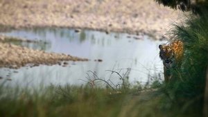 Bengal Tigers/Tìgearan Bengal