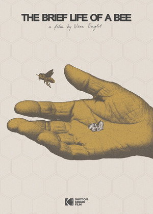 The brief life of a bee