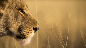 Predator v Prey: 1×1