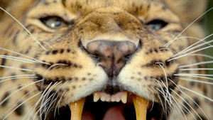 Big Cats: 1×1