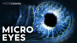 Can Microbes See Without Eyes? still