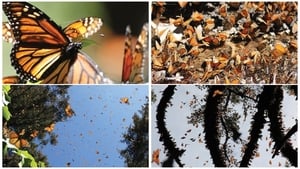 Die fantastische Reise der Schmetterlinge