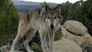 Image The Wolf That Changed America
