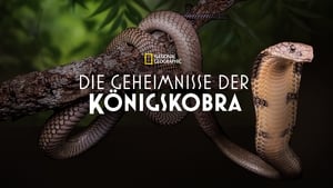 Secrets of the King Cobra