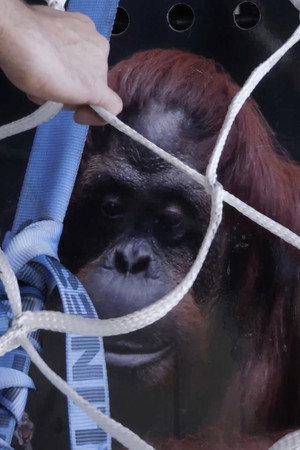 Sandra, The Primate Citizen (2026)