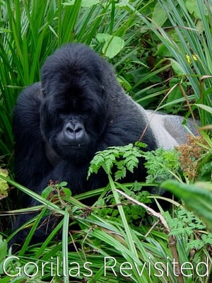 Poster Gorillas Revisited with Sir David Attenborough 2006