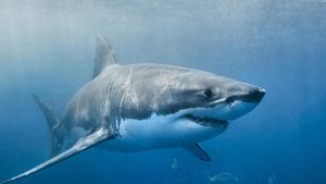 مشاهدة الوثائقي Envoy: Shark Cull 2021 مترجم