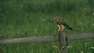 Kes 104