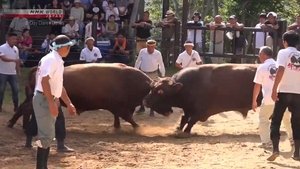 Togyu: The Spirit of Japanese Bullfighting