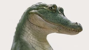 Wielki zielony krokodyl domowy lektor pl