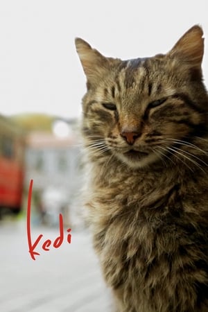 Image Kedi - sekretne życie kotów