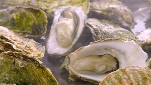 Oyster
