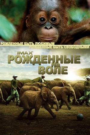 Рожденные на воле (2011)