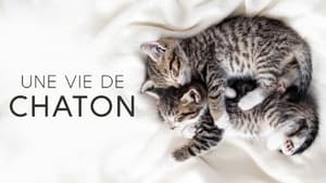 Une vie de chaton