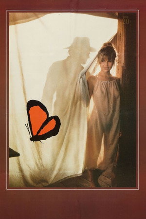 Butterfly 24