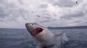 When Sharks Attack Season 5 Episode 5