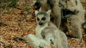 All About Animals EP11