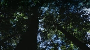 Burned: Are Trees the New Coal? film complet