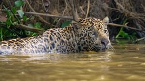 South America's Weirdest Animals Predator Battleground