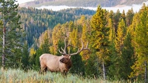 Great Yellowstone Thaw