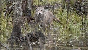 Le Loup, un vagabond sans frontière