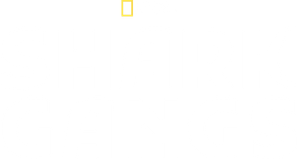 Shark Gangs