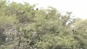 Costa Rica | StreamHub