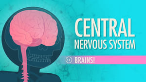 Crash Course Anatomy & Physiology Central Nervous System