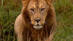 Disneynature: Felinos africanos