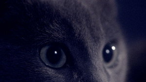 Somos animales 16