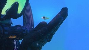 Puff: Wonders of the Reef Película Completa HD 1080p [MEGA] [LATINO] 2021