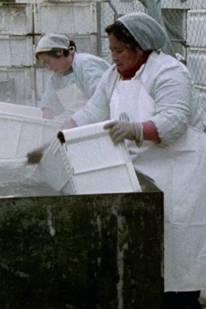 Nonton film Women Workers in Greenland (1975) terbaru sub indo Nonton film Women Workers in Greenland (1975) terbaru sub indo