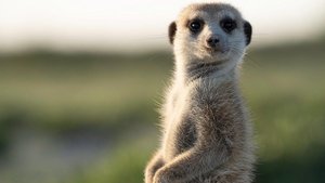 Meerkat Manor: Rise of the Dynasty Winter of Discontent