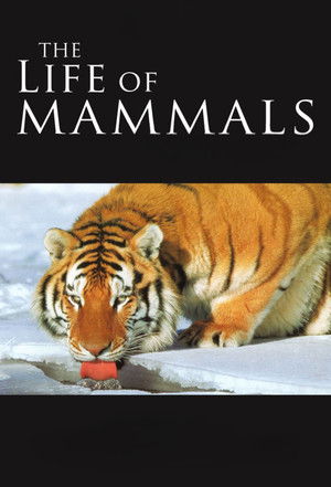 The Life of Mammals