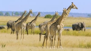 Great Parks of Africa Chobe: Land of Learning