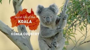 Secret Life of the Koala Koala Country