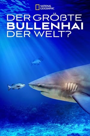 Image World's Biggest Bull Shark?