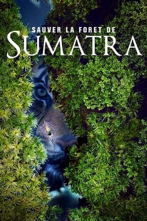 Poster Sauver la forêt de Sumatra 2019