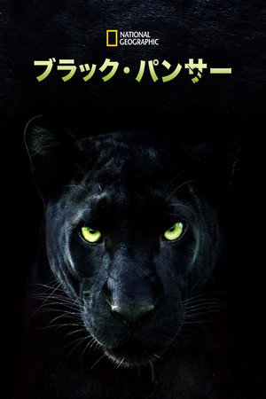 The Real Black Panther