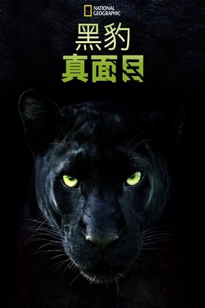 Image 真黑豹无双