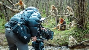 Nacidos en China