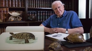 David Attenborough's Natural Curiosities Incredible Shells