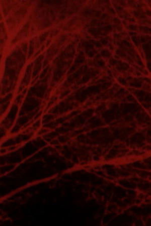 Image Bad Blood