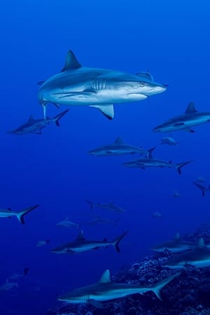 Image Shark Swarm