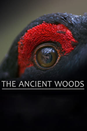 Poster The Ancient Woods (2018)