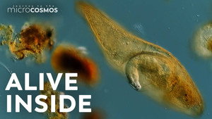 Can This Baby Rotifer Escape Before It’s Eaten Alive? still