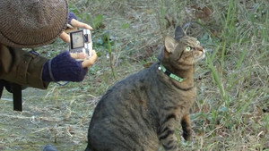 фото  - Смотреть 私は猫ストーカー бесплатно онлайн на Lord-Filmy